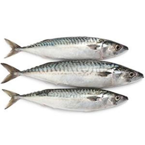 Whole Mackerel (Each)