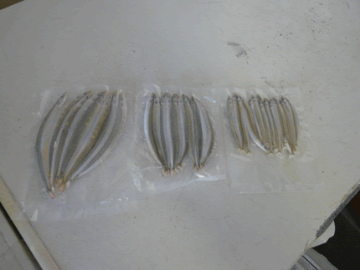 Sandeel (Medium) Store Collection Only Sandeel (Medium) Store Collection Only