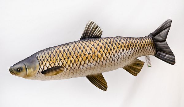 Gaby Pillows Grass Carp Giant