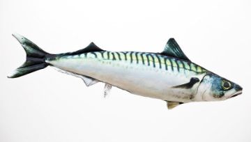 Gaby Pillows Mackerel Regular Gaby Pillows Mackerel Regular