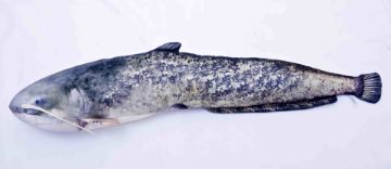 Gaby Pillows Catfish Giant Gaby Pillows Catfish Giant