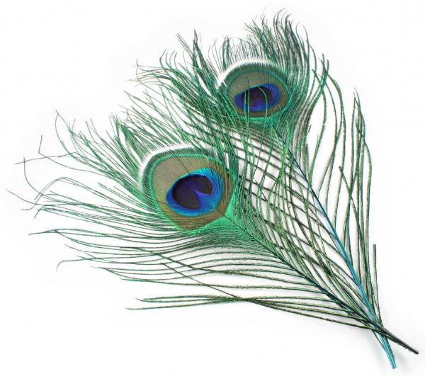 Picture of Veniard Peacock Eye Tops Natural