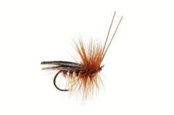 FULLING MILL SEDGE SAVILLE SUPER DARK BROWN S12