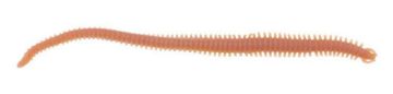 Berkley Gulp! Alive® Néréïs Natural Worm Berkley Gulp! Alive® Néréïs Natural Worm
