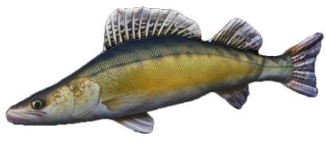 Gaby Zander Fish Pillow Gaby Zander Fish Pillow