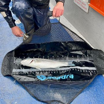 Seadra Weigh and Measure Sling - 80cm Seadra Weigh and Measure Sling - 80cm