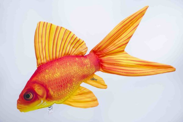 Gaby The Gold Fish