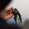 Korda Grapple Leads