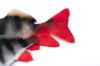 Fox Rage Ultra Naturals Perch Fillets - 8cm