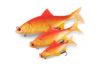 Fox Rage Ultra Realistic Replicant Golden Roach