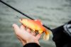 Fox Rage Ultra Realistic Replicant Golden Roach