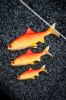 Fox Rage Ultra Realistic Replicant Golden Roach